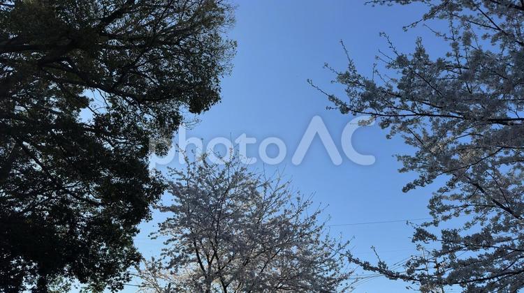 見上げたサクラ サクラ,桜,さくらの写真素材