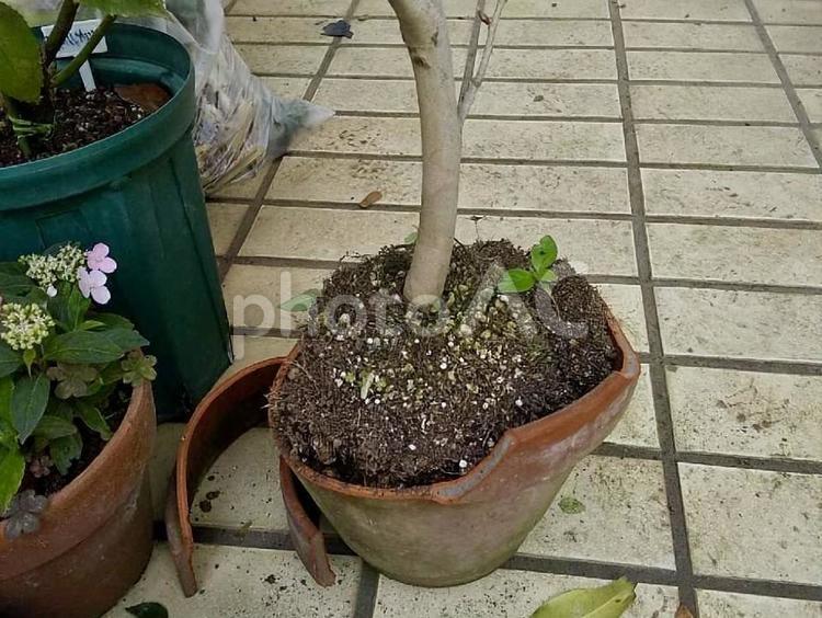 工事で割ってしまった植木鉢 植木鉢,陶器,割れの写真素材