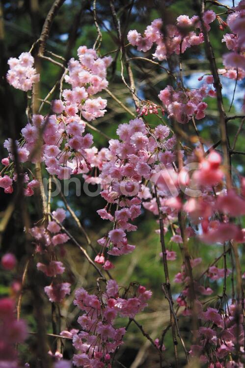 しだれ桜 おだやか,さくら,しだれ桜の写真素材