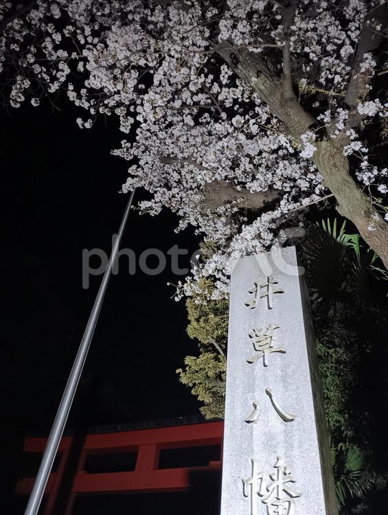 井草八幡宮の夜桜 木,自然,影の写真素材