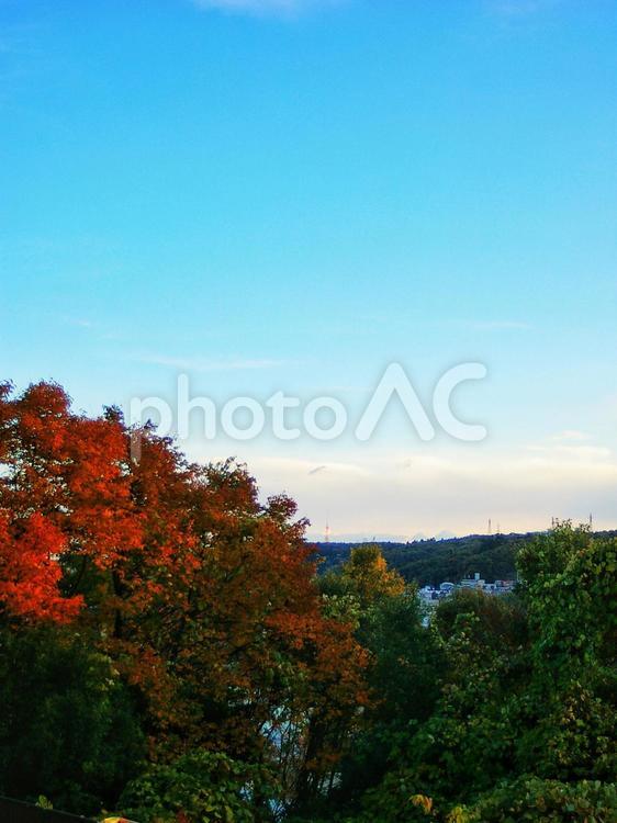 沈む夕日に照らされて真っ赤な紅葉 紅葉,広葉樹,秋の写真素材