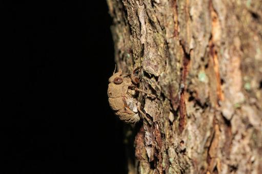 羽化するために木に登る小さな蝉の幼虫 自然,昆虫,生物の写真素材
