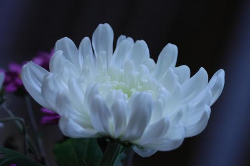 暗闇に浮かぶ白い菊の花 暗闇に浮かぶ白い菊の花 菊,暗闇,暗いの写真素材