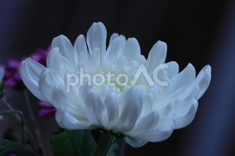 暗闇に浮かぶ白い菊の花 菊,暗闇,暗いの写真素材