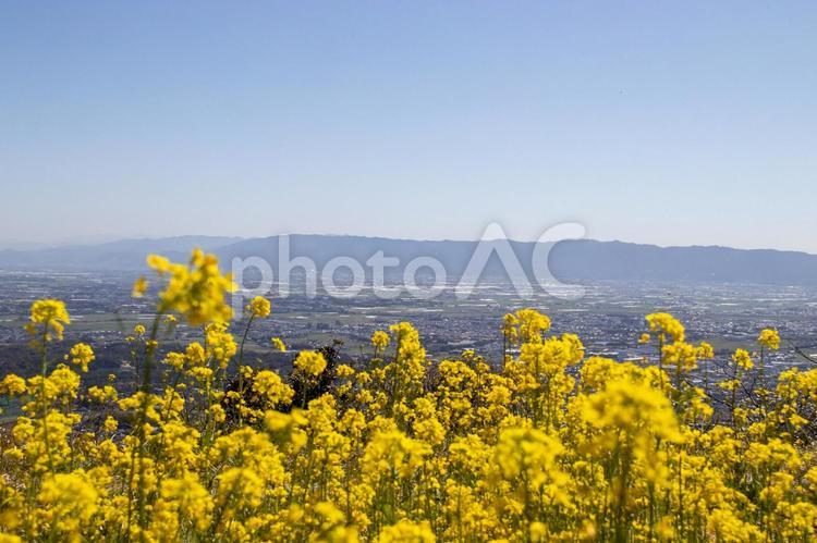 菜の花(山頂からの風景) 花,花畑,公園の写真素材