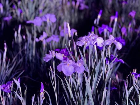 夜の堀切菖蒲園 ライトアップされる花菖蒲 夜の堀切菖蒲園 ライトアップされる花菖蒲 堀切菖蒲園,5月,菖蒲の写真素材