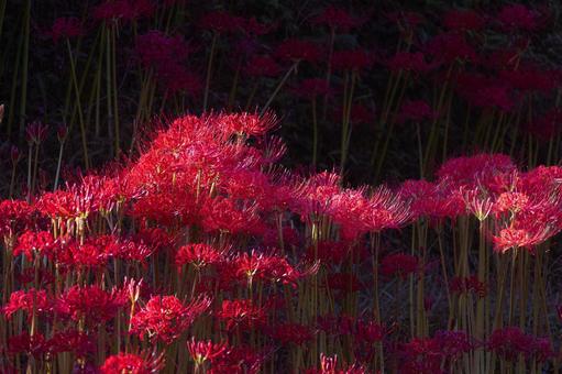 熊本-【番所の棚田の彼岸花】 熊本,番所,棚田の写真素材
