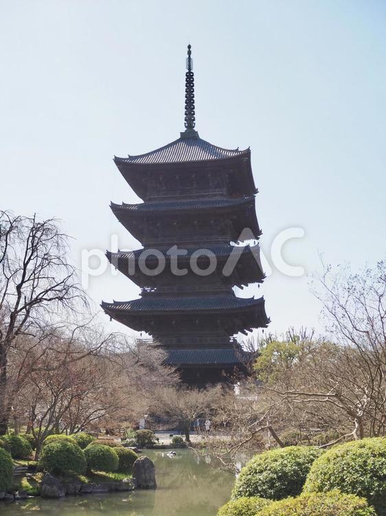 東寺　五重塔 東寺,五重塔,庭園の写真素材
