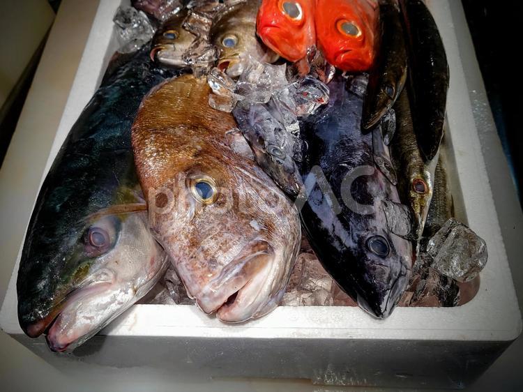 たくさんの魚 魚,魚屋,市場の写真素材