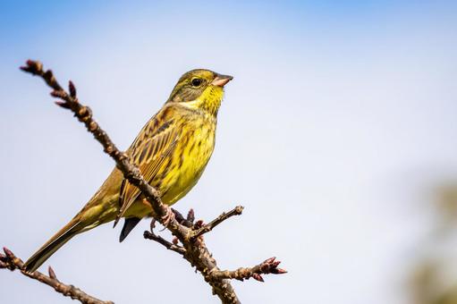 アオジ(48) アオジ(48)の写真