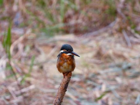 枯れ枝にとまるカワセミ カワセミ,鳥,鳥類の写真素材