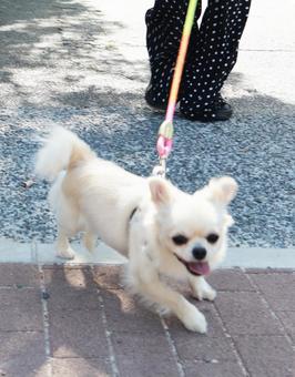 散歩する飼い主とチワワ チワワ,足元,お散歩の写真素材
