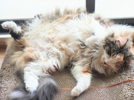 猫(ノルウェイジャンフォレストキャット) 猫(ノルウェイジャンフォレストキャット)の写真