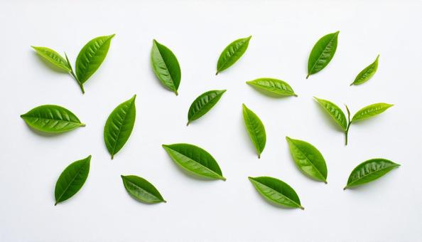 お茶の葉 お茶の葉の写真