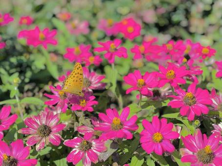 花と蝶 花,蝶,ちょうちょの写真素材