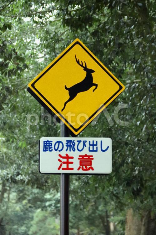 鹿ちゃんの飛び出し注意！Oh my god! 鹿,奈良,道路の写真素材