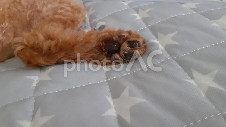 犬 犬,動物,ペットの写真素材