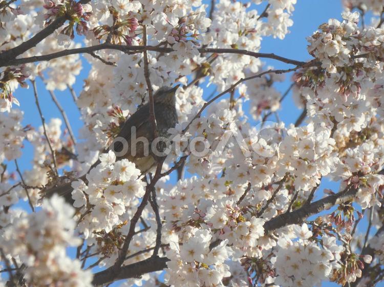 桜の花とヒヨドリ 桜,満開,ヒヨドリの写真素材