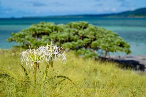 小浜島 小浜島の写真