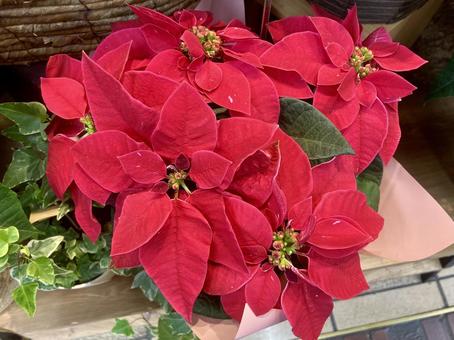 花屋さんのポインセチア ポインセチア,赤,冬の写真素材