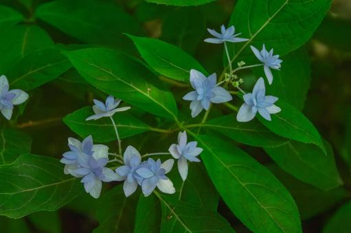 山紫陽花 七段花の写真