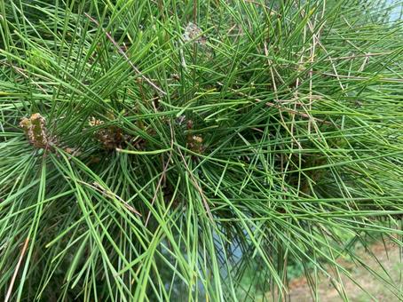 マツ マツ 自然,植物,緑の写真素材