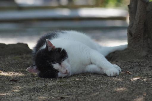 ねこ にゃんこ,可愛い,野良猫の写真素材