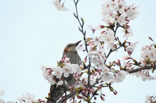 春のヒヨドリ 春のヒヨドリの写真