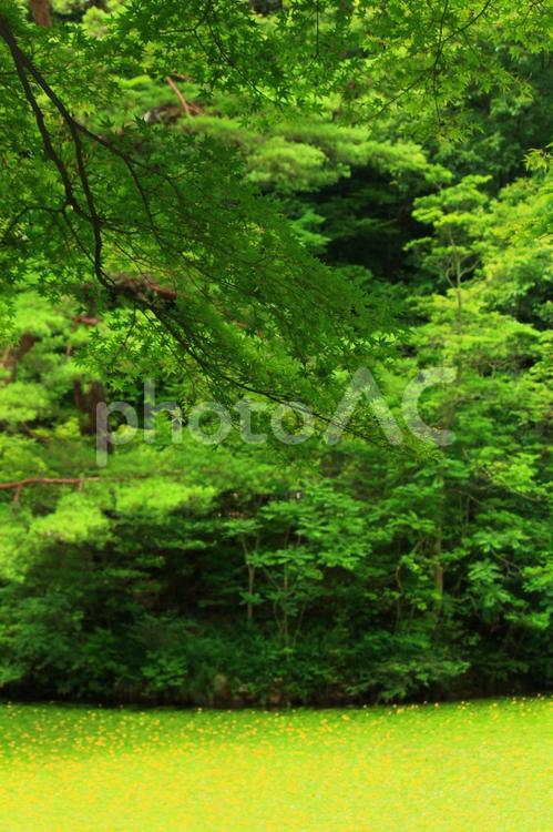 生い茂るもみじ2 植物,かえで,森林の写真素材
