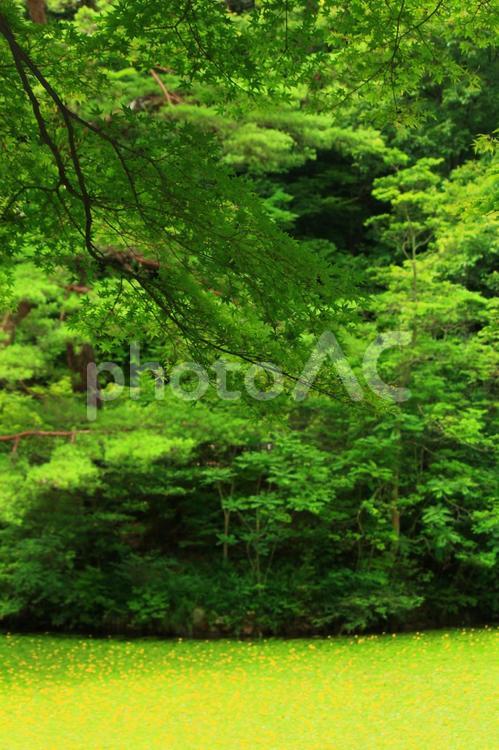 生い茂るもみじ2 植物,かえで,森林の写真素材