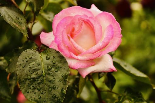 雨滴がついたピンクの薔薇 雨滴がついたピンクの薔薇 薔薇,バラ,雨滴の写真素材