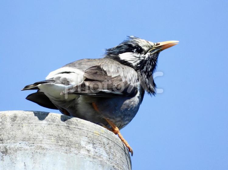 電柱の上にとまるムクドリ 鳥,野鳥,ムクドリの写真素材