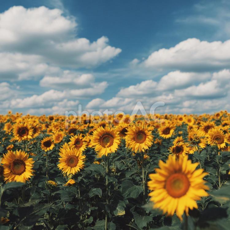 青い空と白い雲が広がる夏のひまわり畑 ヒマワリ,花畑,夏の写真素材