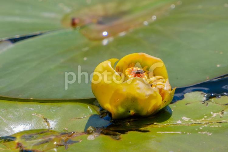 池の睡蓮の葉に咲くコウホネと昆虫 コウホネ,花,黄色の写真素材