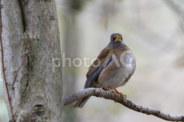 木の枝にとまるシロハラ シロハラ,鳥,野鳥の写真素材
