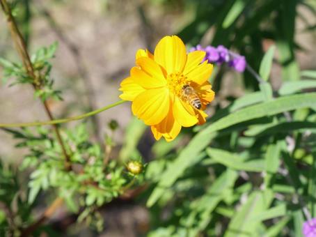 キバナコスモスと蜜蜂 キバナコスモス,秋桜,コスモスの写真素材