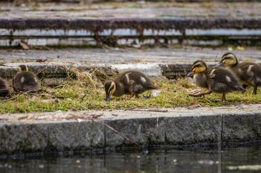 Spot-billed Duck (84), JPG Spot-billed Duck (84), JPG