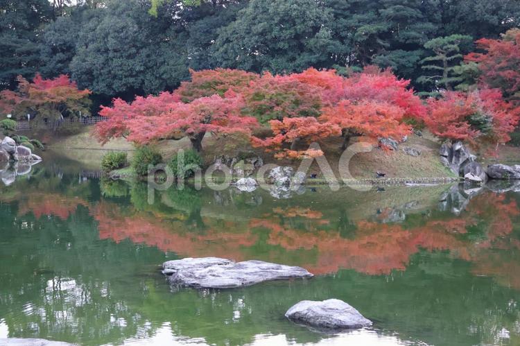 １１月下旬の栗林公園の日中の紅葉 背景,紅葉,きれいの写真素材