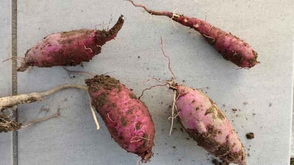 収穫したサツマイモ サツマイモ,さつまいも,芋の写真素材