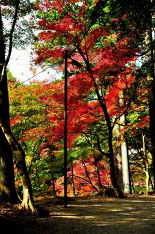 黄昏の紅葉 黄昏の紅葉の写真