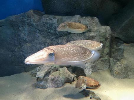 イカ 水族館 イカ 水族館の写真