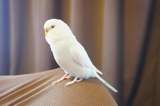 セキセイインコ セキセイインコ セキセイインコ,インコ,手乗りの写真素材