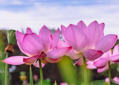 Photo, ancient lotus, lotus, lotus flower, 