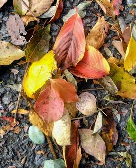 秋色モザイク 落ち葉,秋,紅葉の写真素材