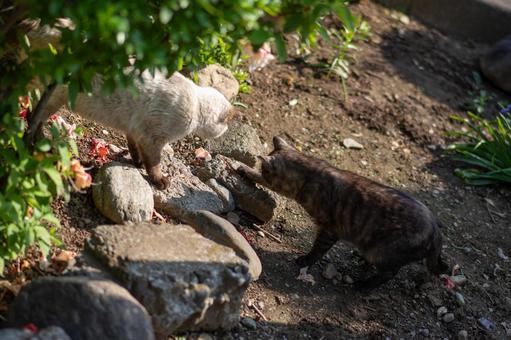 庭でじゃれ合う猫たち 猫,ネコ,動物の写真素材
