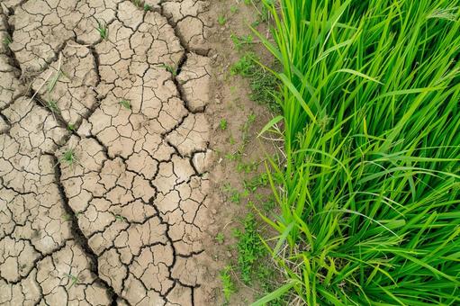 干ばつによるひび割れた地面と青々とした稲 干ばつによるひび割れた地面と青々とした稲の写真