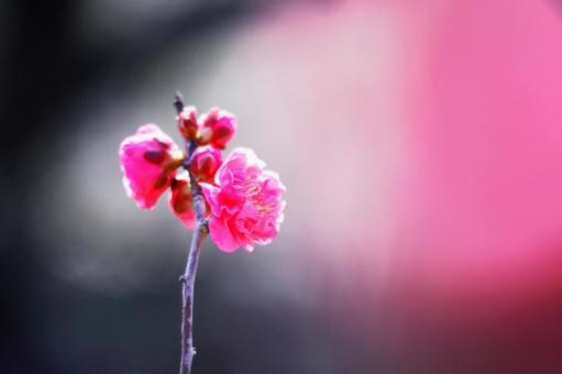 美しいピンクの梅の花 美しいピンクの梅の花の写真
