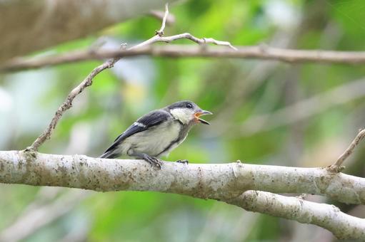 親を呼ぶシジュウカラの幼鳥 やんばるの森 親を呼ぶシジュウカラの幼鳥 やんばるの森の写真