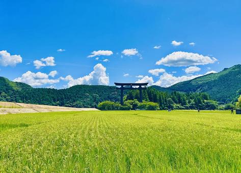 田んぼと鳥居 田んぼ,稲穂,夏の写真素材