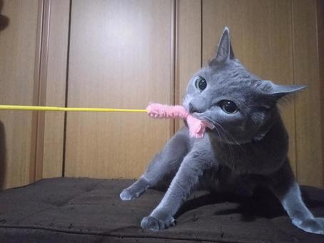 Photo, russian blue, cat, cute, 